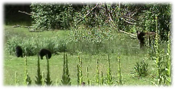 Photo of a bear and two cubs.