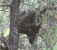 Beehive in the wild.