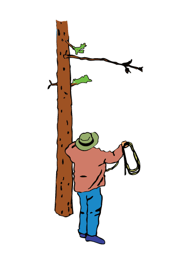 throw rope over other tree